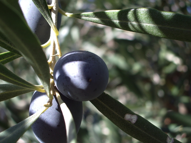 Il caldo di settembre anticipa la maturazione delle olive